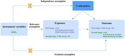 Association between sarcopenia-related traits and cardiovascular diseases: a bi-directional Mendelian randomization study